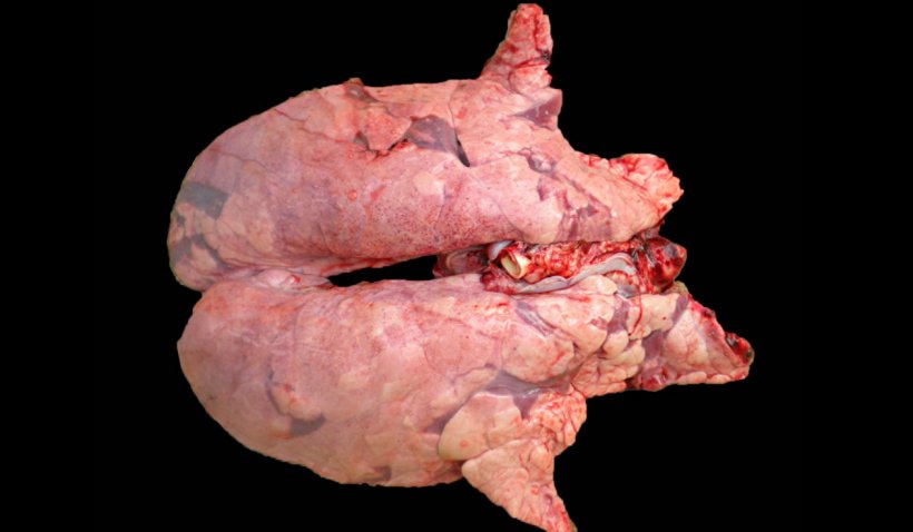 图2：猪肺炎支原体与PRRSV混合感染的猪肺。肺未塌陷，红褐色病变区分布于整个肺实质，是PRRS的典型病变，同时在颅腹区有红色实变区，由猪肺炎支原体感染引起。